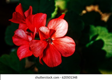 A Dazzling Red. Red Flower Small. On A Dark Background. Filmed With Zoom. For Illustration And Decoration.