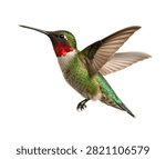 A Dazzling Ruby Throated Hummingbird Hovering Grac Isolated On White Background