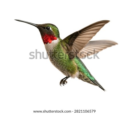A Dazzling Ruby Throated Hummingbird Hovering Grac Isolated On White Background