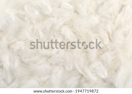 Dazzling white background of fluffy soft feathers close up