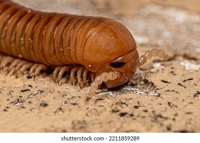 Ddult Millipede Arthropod Of The Class Diplopoda