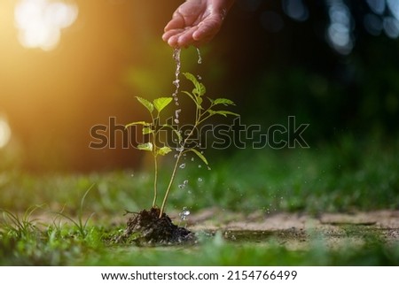 Mão de agricultor regando plantas jovens em crescimento na luz solar. Conceito de planta