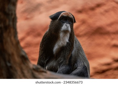 De Brazza's monkey, Cercopithecus neglectus, sitting on tree branch in dark tropical forest. Detail portrait of cute mammal, Congo in Africa. White bearded monkey, animal in the habitat.