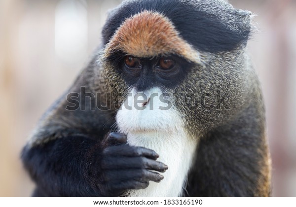 De Brazzas Monkey Cercopithecus Neglectus Old Stock Photo (Edit Now ...