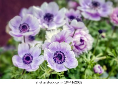 42 Anemone De Caen Pink Images, Stock Photos & Vectors | Shutterstock