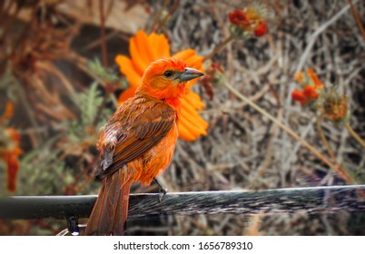 Sanhaçu De Fogo, Piranga Flava. The Hepatic Tanager Is A Passerine Bird In The Family Cardinalidae.