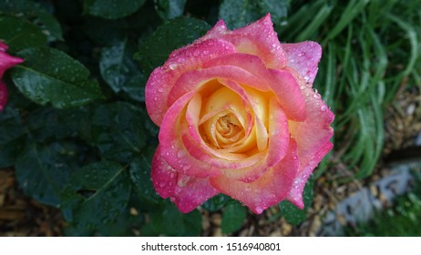 
DE

FR

ES

PT

RU

JA

ZH

Account

1ZOOM.ME

Roses Closeup Pink Color Drops Flowers Photo
Flower
