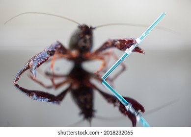 De Kwakel Netherlands 1 August 2021 A Red Swamp Crawfish With A Lego Toy Light Saber