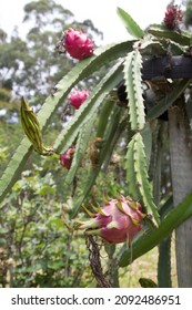 Plantação De Pitaya (ou Pitahaya), Dragon Fruit On Plant, Pitaya On Tree