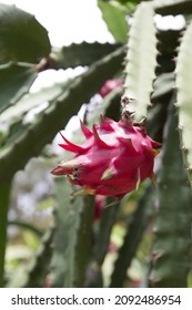 Plantação De Pitaya (ou Pitahaya), Dragon Fruit On Plant, Pitaya On Tree