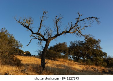 Árbol de bellota muerto en un campo de un pueblo de Andalucía al sur de España