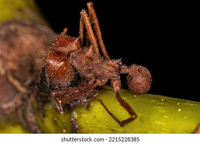 Dead Adult Atta Leaf-cutter Ant Of The Genus Atta Killed By Zombie Fungus