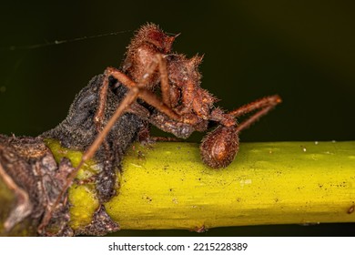 Dead Adult Atta Leaf-cutter Ant Of The Genus Atta Killed By Zombie Fungus