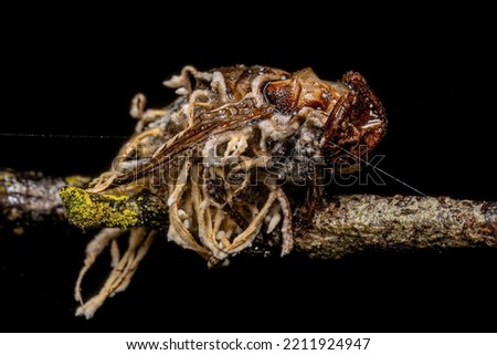 Dead Adult Calyptrate Fly by a fungus of the Genus Ophiocordyceps