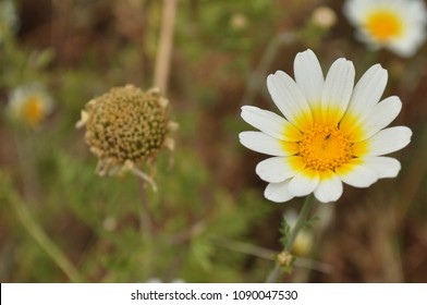 Dead And Alive Daisies Together