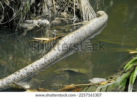 Dead Anaconda snake Boa constrictor, Boidae family, circa 255 cm length, in Mindu River. Manaus, Amazon, Brazil.
