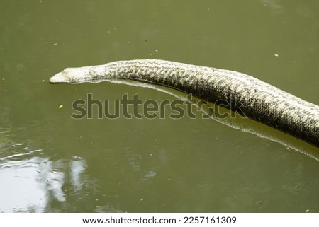 Dead Anaconda snake Boa constrictor, Boidae family, circa 255 cm length, in Mindu River. Manaus, Amazon, Brazil.