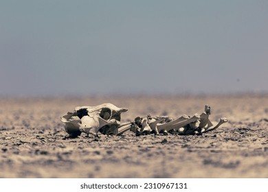 dead animal bones lying in the desert
