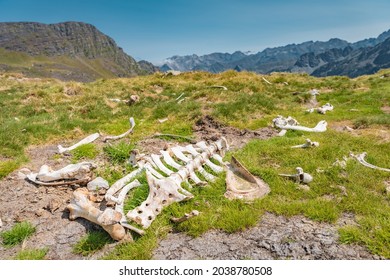 Dead animal bones top mountain and green grass  Wild nature  Life   death concept 