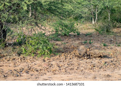 Dead Rotten Corpse Images, Stock Photos & Vectors | Shutterstock