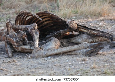Dead animal in desert 