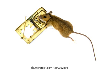 Dead animal pest mouse Apodemus flavicolis Yellow necked mouse  in  mousetrap isolated on white