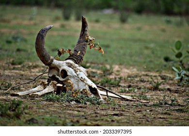 Dead Animal Skeleton In The Forest