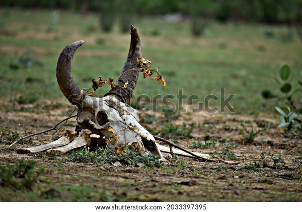 Dead animal skeleton in the\
forest