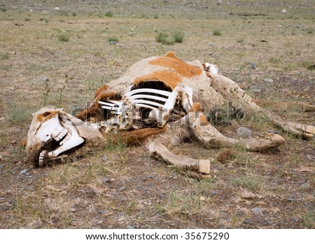 Dead animals in the arid steppe