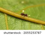 Dead Ant Because of Cordyceps Fungus, from Indonesian New Guinea