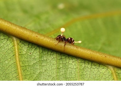 Dead Ant Because Of Cordyceps Fungus, From Indonesian New Guinea