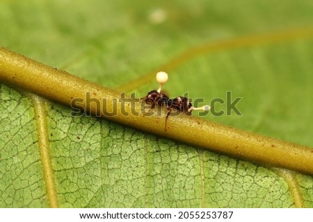 Dead Ant Because of Cordyceps Fungus, from Indonesian New Guinea