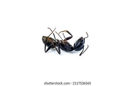 Dead ant isolated on white background - Shutterstock ID 2117536565