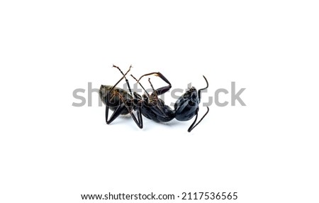 Dead ant isolated on white background