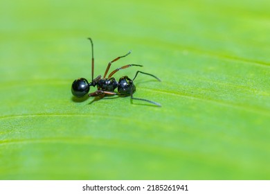 A Dead Ant On Green Leaf
