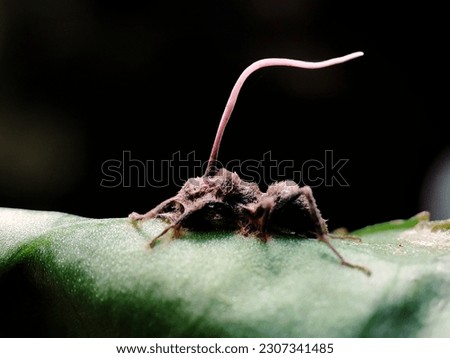 A dead ant overgrown with Cordyceps fungus 
