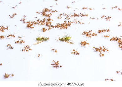 Dead Ant With White Background