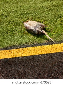 Dead armidillo on side of road