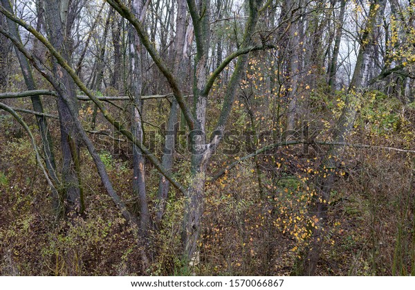 Dead Ash Tree Riverside Forest Near Stock Photo 1570066867 | Shutterstock