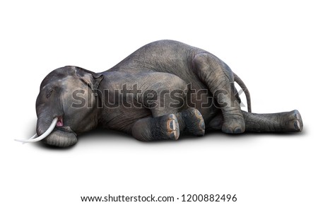 Dead Asian elephant isolated on white background with clipping path