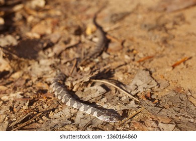 Dead Baby Copperhead Snake On Hiking Stock Photo Edit Now