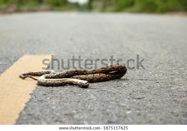 Dead baby reticulated python snake on the road\
from being crushed by a car. concept of Roadkill local animal\
deaths caused by road traffic\
accidents.