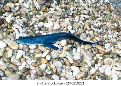 Dead Baby Shark Lies On A Pebble Beach Near The Waters Of The Ionian Sea. Close Up. Ecosystem And Fishery Concept. Potam Beach. Himare City. Albania.