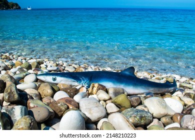 Dead Baby Shark Lies On A Pebble Beach Near The Waters Of The Ionian Sea. Close Up. Ecosystem And Fishery Concept. Potam Beach. Himare City. Albania.