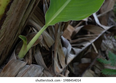 Dead Banana Leaves Reborn Into Light Green Leaves.