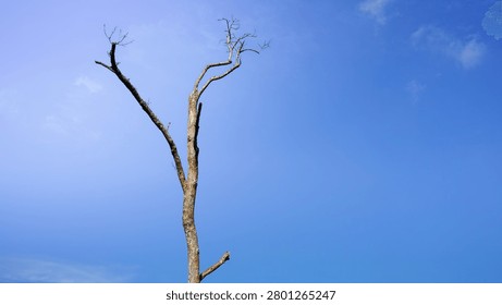 Dead bare tree trunk and branches against bright blue sky.