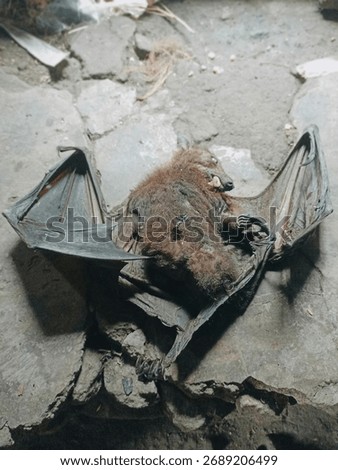 A dead bat lying motionless on a hard floor surface. The image captures the fragile details of the bat’s wings and body, evoking a sense of stillness and the natural cycle of life and death in wildlif