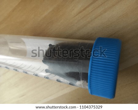 Dead Bat in Sample Container for Rabies Testing