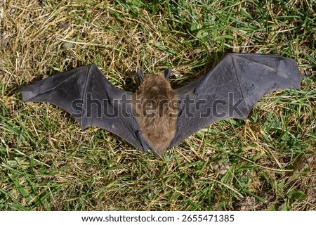 Dead bat with wings spread on the ground