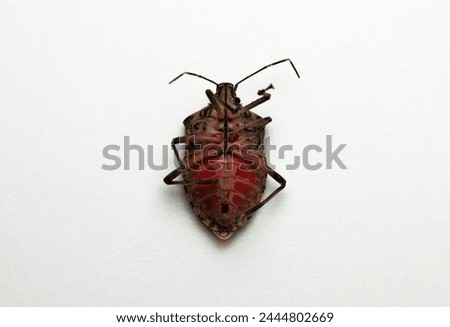dead bed bug on white background